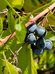 Smilax lasioneura