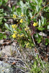 Draba glacialis