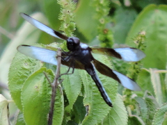 Libellula luctuosa