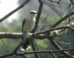 Fluvicola nengeta