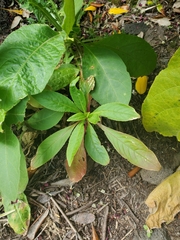 Phytolacca octandra