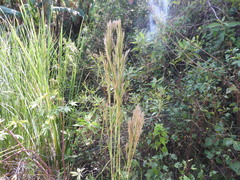 Andropogon bicornis