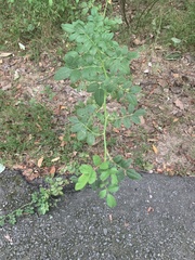 Rosa multiflora
