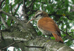 Lepidocolaptes angustirostris