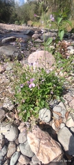 Brassicaceae