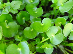 Claytonia perfoliata