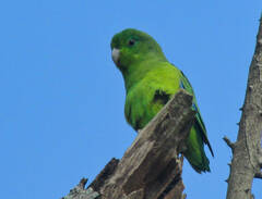 Forpus xanthopterygius