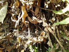 Neoblechnum brasiliense