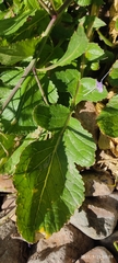 Brassicaceae