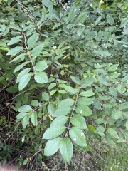 Lonicera morrowii