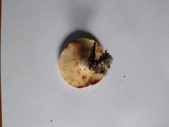 Lactifluus