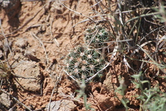 Escobaria vivipara