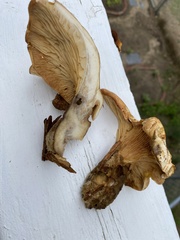 Tapinella panuoides