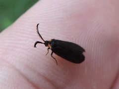 Acoloithus falsarius