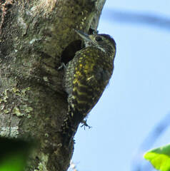 Dryobates spilogaster