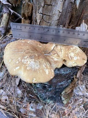 Tapinella panuoides