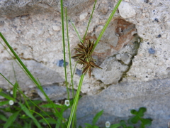 Cyperus rotundus