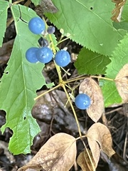 Caulophyllum thalictroides