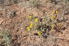 Psilostrophe tagetina