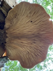 Tapinella panuoides