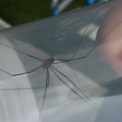 Opiliones