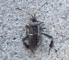 Leptoglossus clypealis