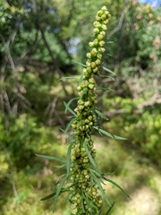 Artemisia biennis