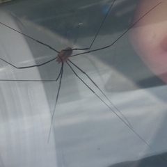 Opiliones