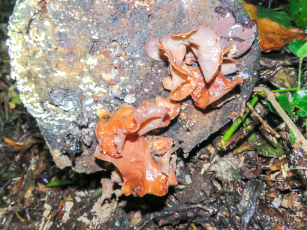 Auricularia fuscosuccinea · September 2022 · photo: © diogoluiz (iNaturalist, cc-by)