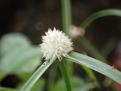 Cyperus mindorensis