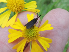 Acoloithus falsarius