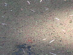 Azolla