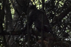 Cercopithecus mitis kolbi