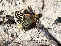 Spialia mafa