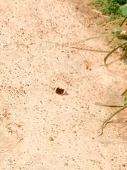 Junonia oenone oenone