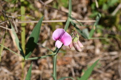 Lathyrus latifolius