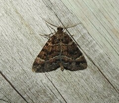 Pseudocoremia productata