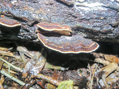 Hexagonia hydnoides