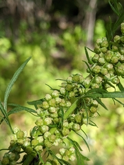 Artemisia biennis