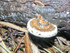 Ganoderma australe