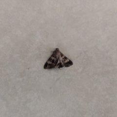 Melipotis perpendicularis