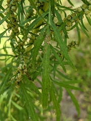 Artemisia biennis