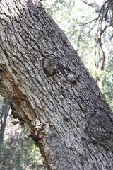 Quercus oblongifolia