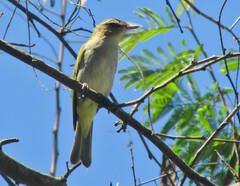 Vireo chivi