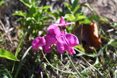Lathyrus latifolius