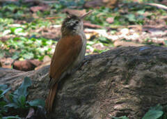 Lepidocolaptes angustirostris