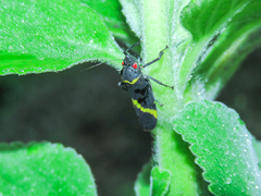 Cicciana obliqua