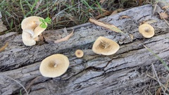 Lentinus arcularius