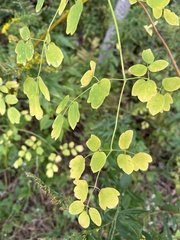 Thalictrum pubescens