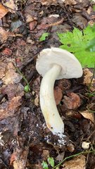 Leccinellum albellum